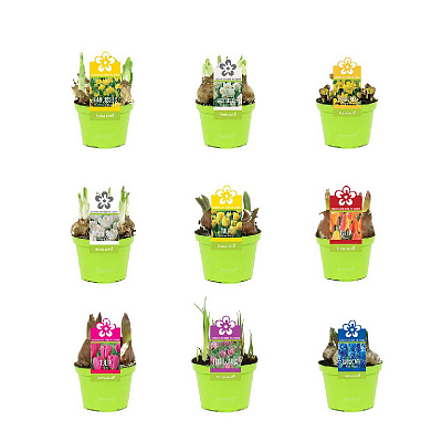 Растение Луковичный микс 09 х10