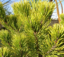 Растение Сосна горная / Pinus mugo Winter Gold, С25 Ра