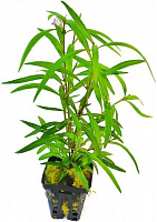Растение аквариумное Лотос К Гигрофила (Hygrophila Araguaia)