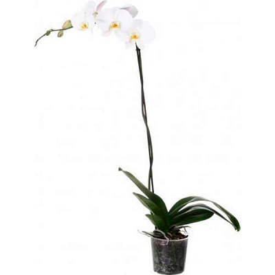 Рослина Фаленопсіс 1 стовбур d9 h30