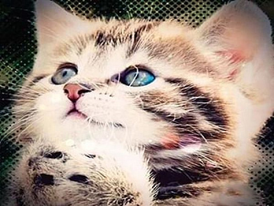 Набір для творчості зі стразами на підрамнику Мій друг 30х40 см Діамантові ручки