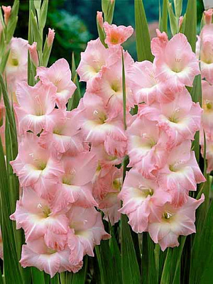 Клубнелуковица гладиолуса Роуз Сюприм 3 шт. 