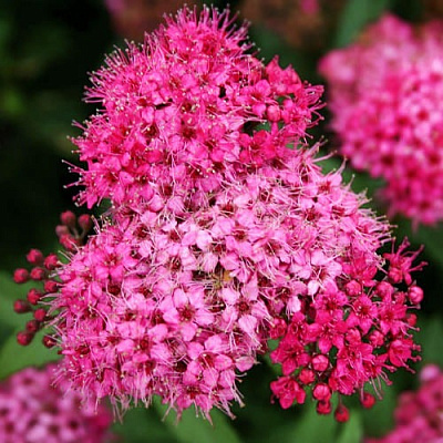 Растение Спирея Энтони Ватерер С2 D10-15