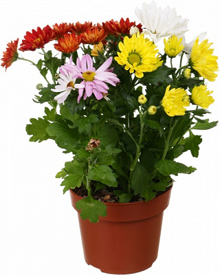 Растение Хризантема Рок энд ролл микс в горшке d14/h25