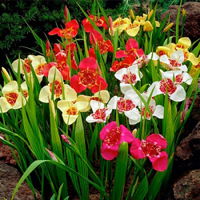 Луковица Яскрава Тигридия смесь 5 шт. 