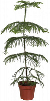 Растение комнатное Араукария 17х60