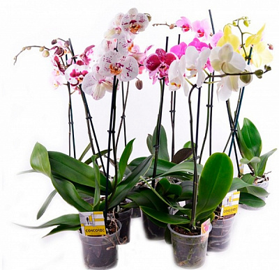 Растение комнатное Фаленопсис 2-4 ветки 12х50+ см