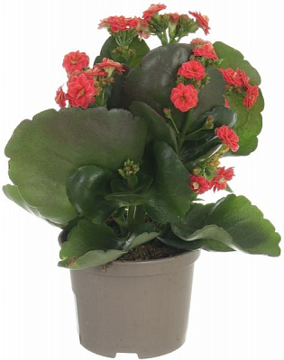 Рослина кімнатна Каланхое Тісенто 11x25 см