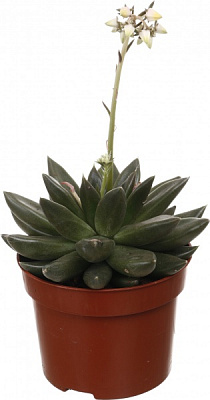 Растение комнатное Эхеверия микс 10х15 см