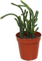 Растение Крассула сортовая 6х15 см