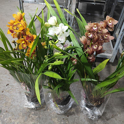 Рослина Цимбідіум (орхідея) 14х80 3 стовбура мікс