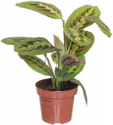 Растение Маранта 12/25 триколор