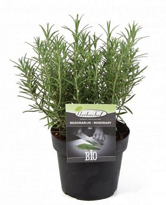 Растение Розмарин 9х20 см