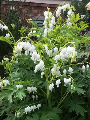 Корневище дицентры Спектабилис белая 1 шт. 