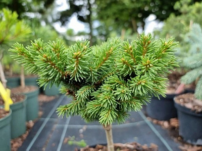 Рослина Ялина звичайна / Picea abies WB Plane, С10 Ра 80-100