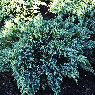 Растение Можжевельник чешуйчатый Литтл Джоана /Juniperus squamata 'Little Joanna' С3/Н 10-20