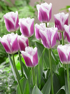 Луковица TUBERBULB Export B.V. тюльпана бахромчатого Сиеста 3 шт. 