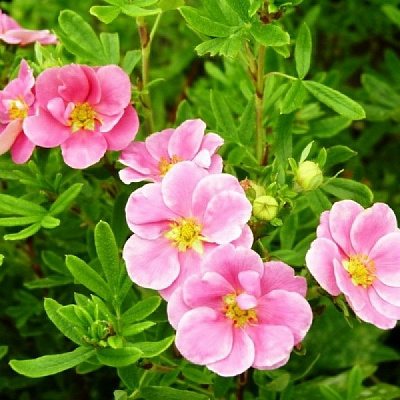 Растение Лапчатка кустарниковая Пинк Квин / Potentilla fruticosa Pink Queen С3 /Н 40