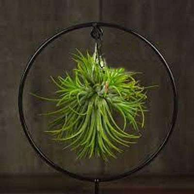 Рослина Тіландсія підвісна з підсвіткою d11/h23