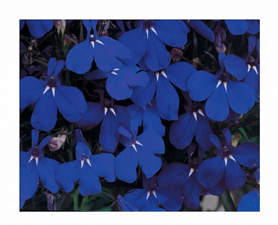 Семена Професійне насіння лобелия Ривьера темно-синяя мультиждраже 10 шт. (4823058203911)