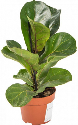 Растение Фикус Лирата Бамбино 12/45