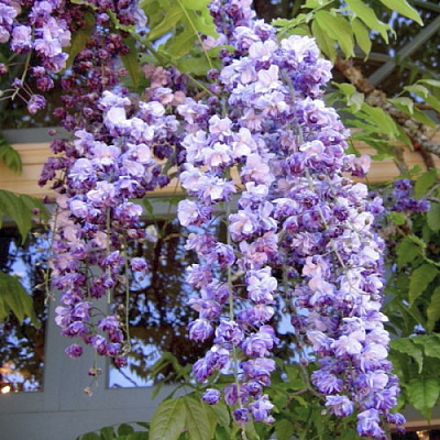 Растение Глициния обильноцветущая Violacea Plena (K23-S23 h40-60 C2)
