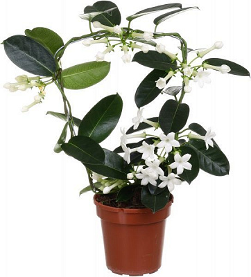 Растение Стефанотис флорибунда 12х45