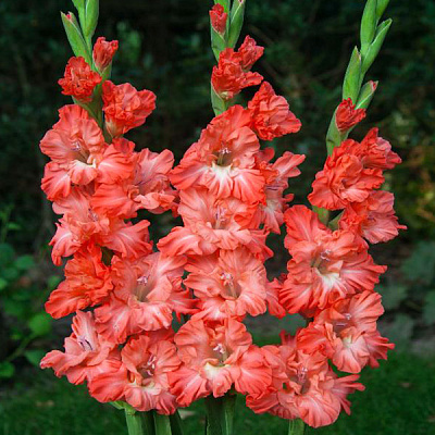 Цибулина Гладіолус гофрований Teds Frizzle 3 шт. Яскрава