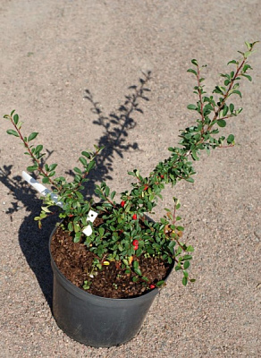 Растение изильник 17*25 Coral Beauty