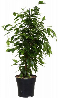 Растение Фикус бенжамина микс 17/75