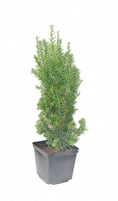 Саджанець MegaPlant Тис середній Hicksii 25-35 см С2