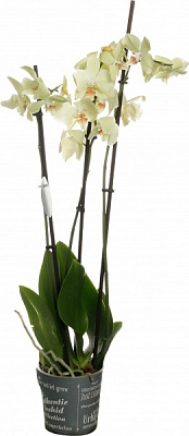 Растение комнатное Фаленопсис микс 2 стволы 12 + 12/50-60