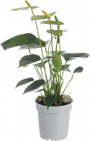 Растение Антуриум 10х45 см