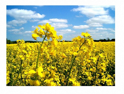 Семена Професійне насіння рапс 1000 г (4820176697301)