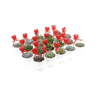 Растение Суккуленты 07х09 микс в цинковых ведрах