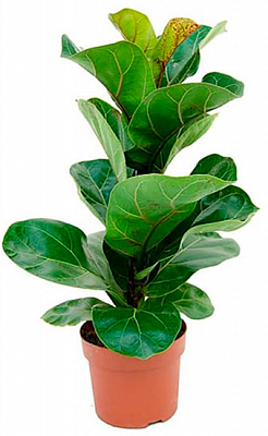 Растение Фикус бенгальский 17x60 см