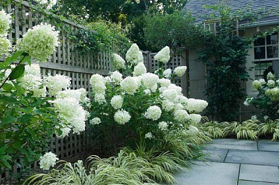 Рослина Гортензія волотиста Лаймлайт / HYDRANGEA paniculata Limelight С7.5/С10 /Н 60-80
