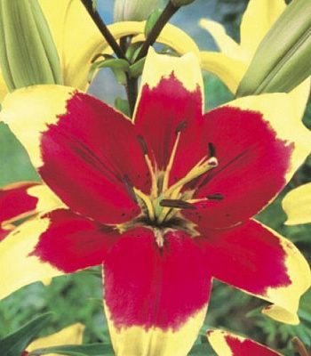 Цибулина Яскрава Лілія OT гібрид Red Ductch 1 шт.