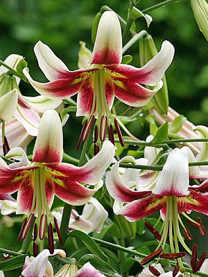 Цибулина лілії ОТ Леслі Вудріф 1 шт.