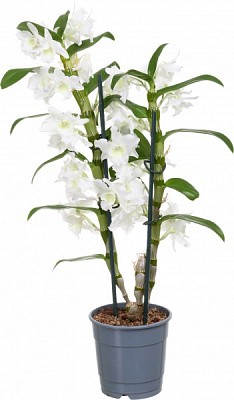 Рослина Дендробіум 2 гілки 12/50