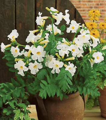 Кореневище Яскрава Інкарвелія Біла 1 шт.