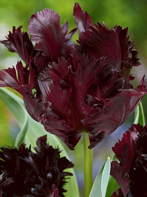 Луковица тюльпана попугайного Блэк Паррот 3 шт.