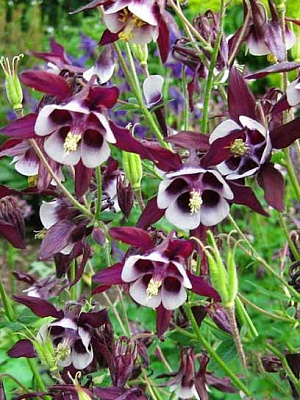 Корневище аквилегии Виллиам Гиннесс 1 шт. 