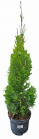 Растение Туя западная Smaragd (V20-F23 h90-100 WRB)
