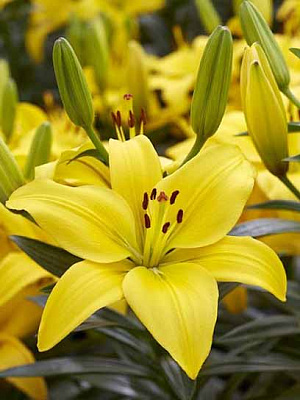 Луковица лилии ЛА Нашвилл 1 шт. 