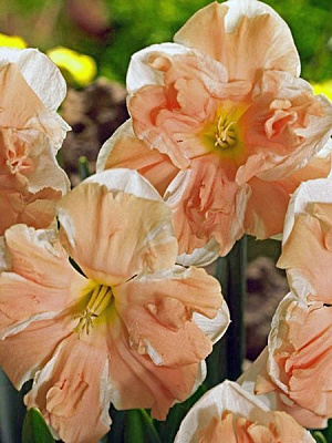 Цибулина TUBERBULB Export B.V. нарциса Апрікот Уірл 2 шт.