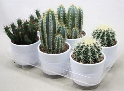 Растение Кактус микс в керамике в подарочной упаковке 17/30