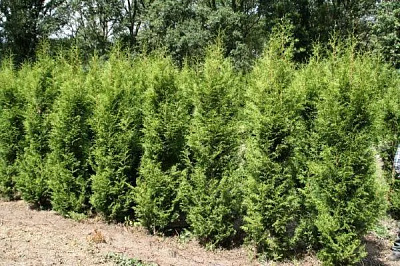 Растение Туя складчатая Шуга энд Спайс/Thuja pl. 'Sugar & Spise' C7,5/H 60-80