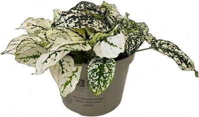 Рослина Гіпоестес d9