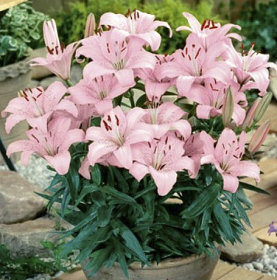 Луковица Яскрава Лилия ориентальная низкая Souvenir 1 шт.